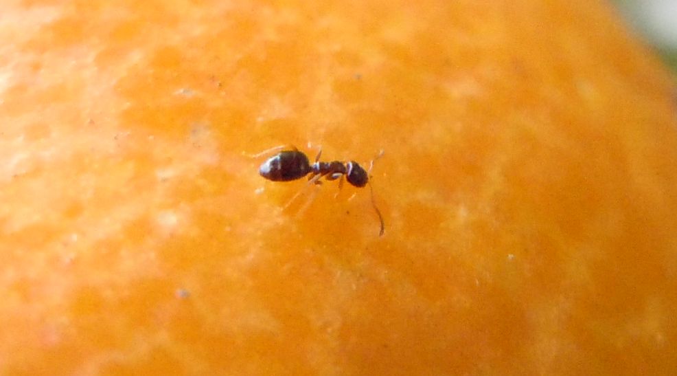 Formiche piccole: Plagiolepis sp.